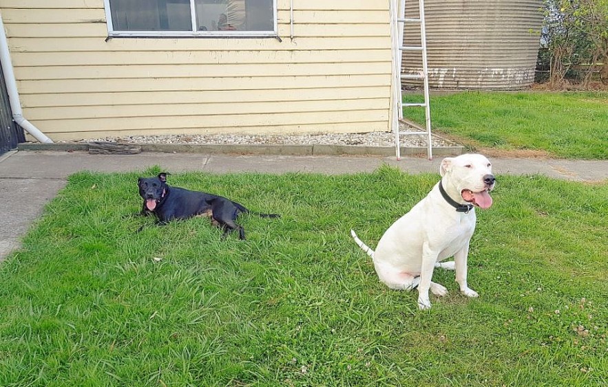 Vietnamese Wife Rescues Old Pets in Australia