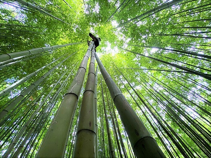 Photo: 60-year-old Green Bamboo Forest in Mu Cang Chai Photo: 60-year-old Green Bamboo Forest in Mu Cang Chai