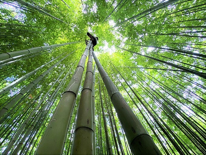 Photo: 60-year-old Green Bamboo Forest in Mu Cang Chai