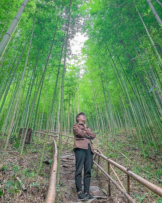 Photo: 60-year-old Green Bamboo Forest in Mu Cang Chai