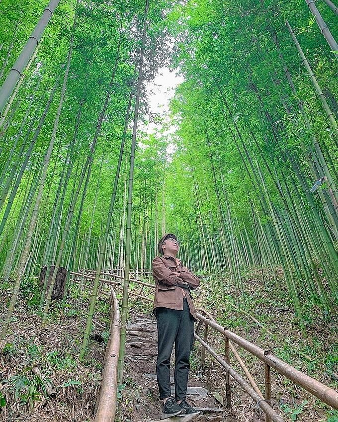 Photo: 60-year-old Green Bamboo Forest in Mu Cang Chai Photo: 60-year-old Green Bamboo Forest in Mu Cang Chai