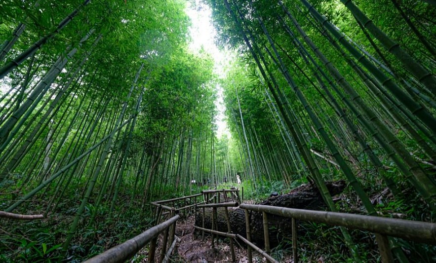 Photo: 60-year-old Green Bamboo Forest in Mu Cang Chai Photo: 60-year-old Green Bamboo Forest in Mu Cang Chai