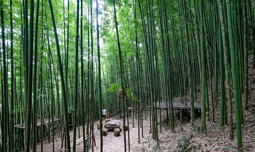 Photo: 60-year-old Green Bamboo Forest in Mu Cang Chai