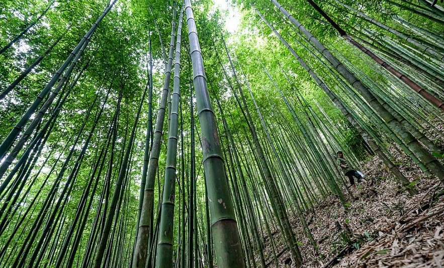 Photo: 60-year-old Green Bamboo Forest in Mu Cang Chai