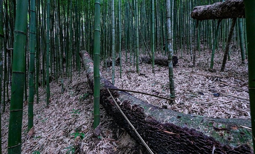 Photo: 60-year-old Green Bamboo Forest in Mu Cang Chai