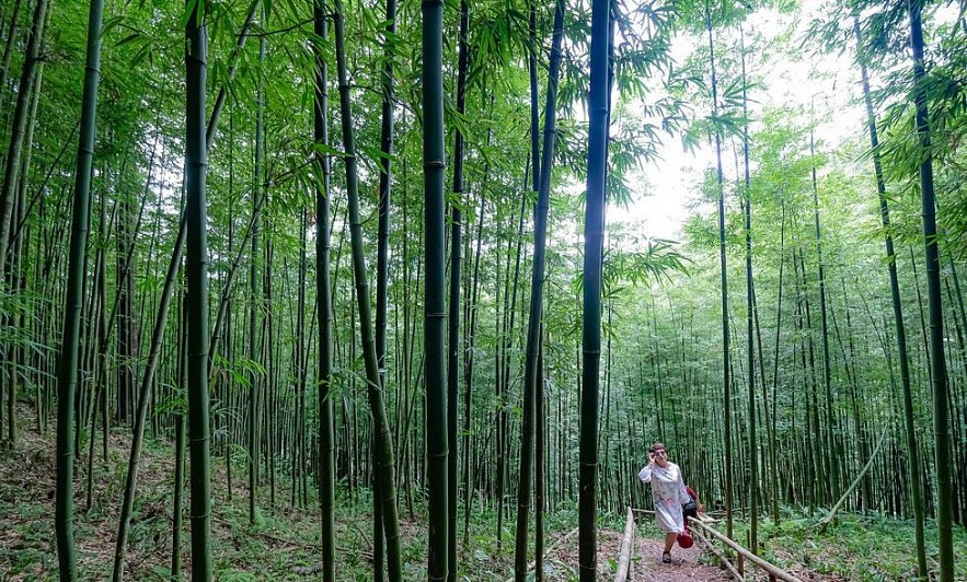 Photo: 60-year-old Green Bamboo Forest in Mu Cang Chai Photo: 60-year-old Green Bamboo Forest in Mu Cang Chai