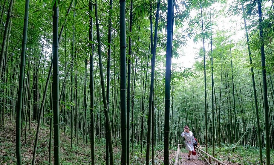 Photo: 60-year-old Green Bamboo Forest in Mu Cang Chai