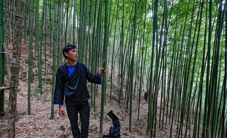 Photo: 60-year-old Green Bamboo Forest in Mu Cang Chai