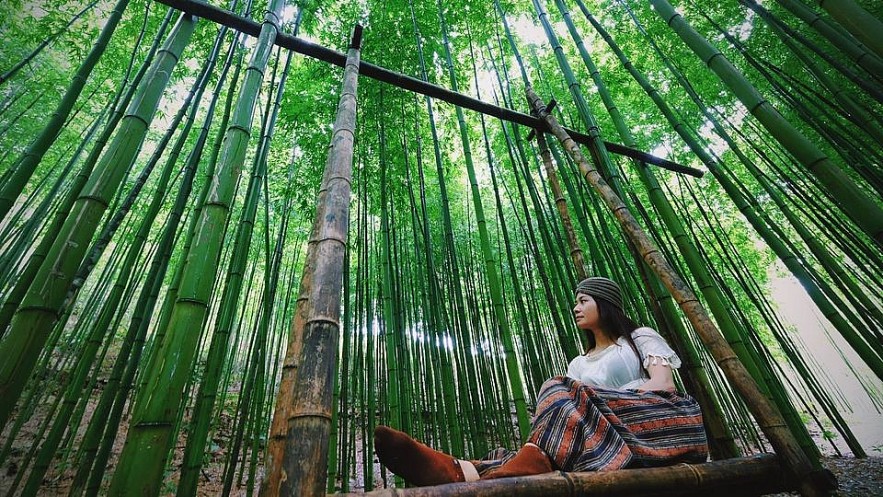 Photo: 60-year-old Green Bamboo Forest in Mu Cang Chai Photo: 60-year-old Green Bamboo Forest in Mu Cang Chai