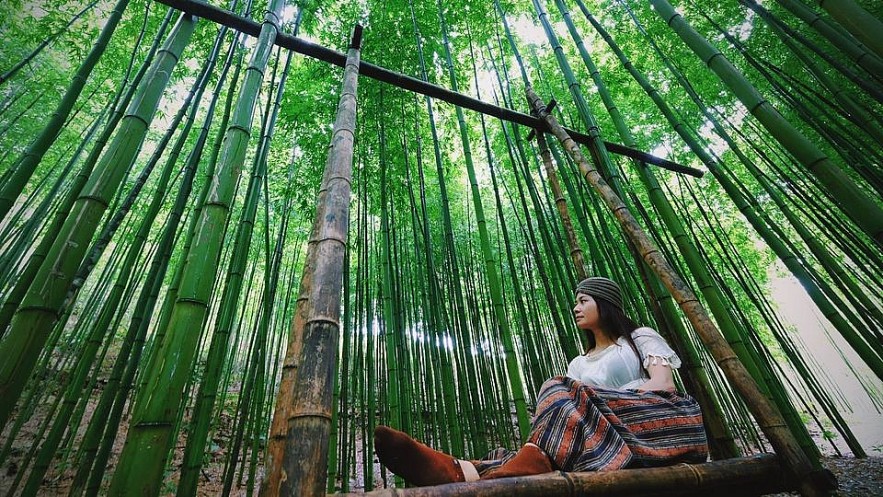 Photo: 60-year-old Green Bamboo Forest in Mu Cang Chai