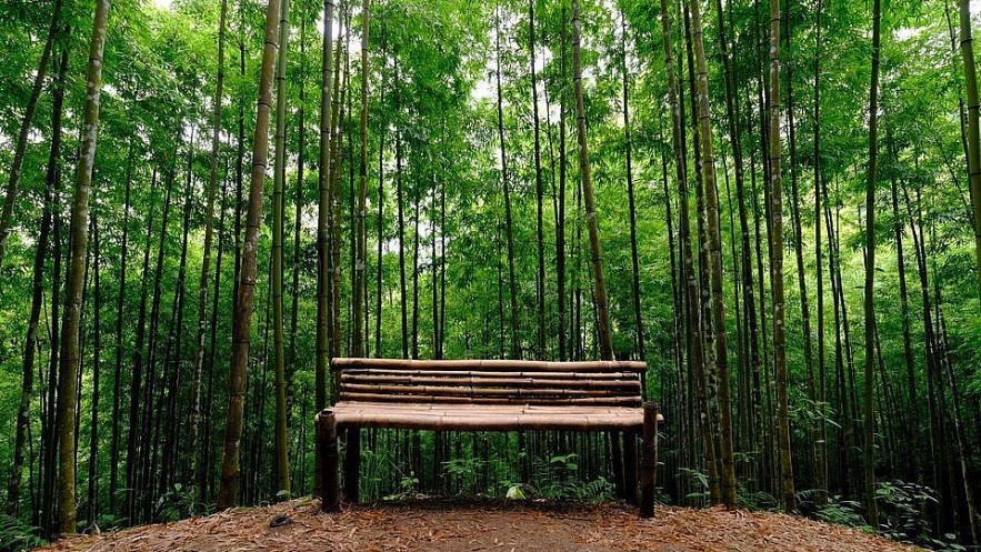 Photo: 60-year-old Green Bamboo Forest in Mu Cang Chai Photo: 60-year-old Green Bamboo Forest in Mu Cang Chai