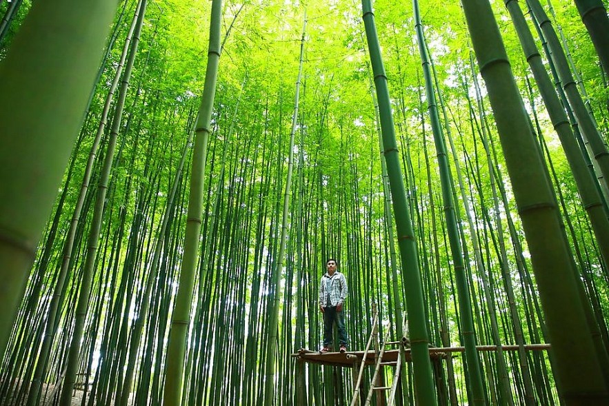 Photo: 60-year-old Green Bamboo Forest in Mu Cang Chai Photo: 60-year-old Green Bamboo Forest in Mu Cang Chai