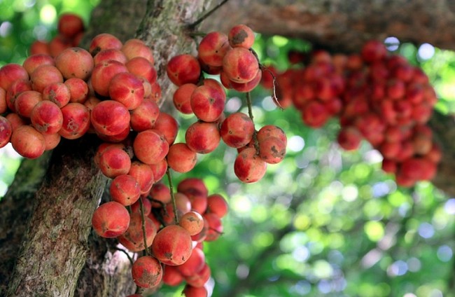 Enjoying Sweet Fruits from the "Land of Baccaurea"