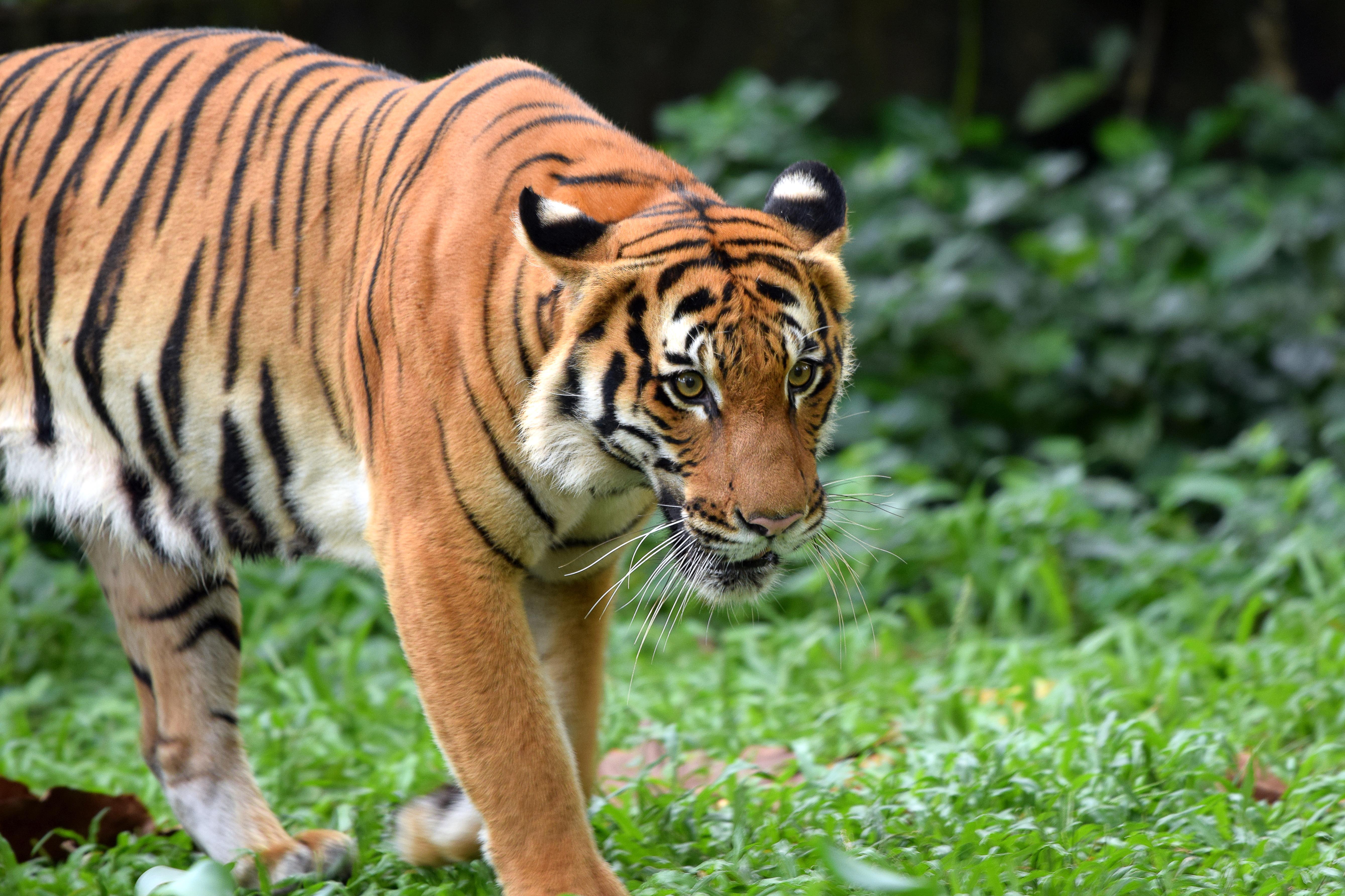 A healthy Malayan Tiger found in the Malaysian rainforest - (c) WWF-Malaysia_Shariff Mohamad