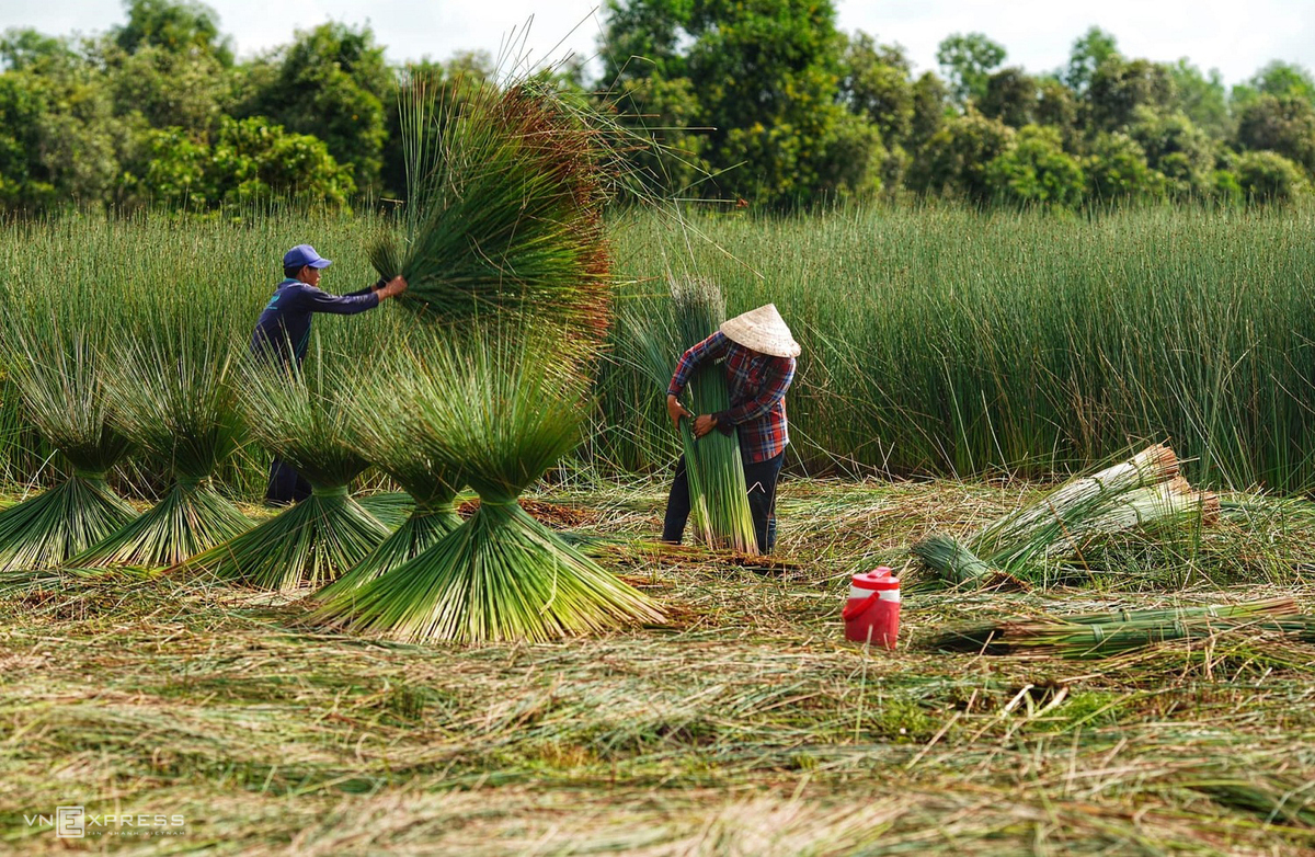 Grass Harvest Seasons In The West Side Of Vietnam Vietnam Times 