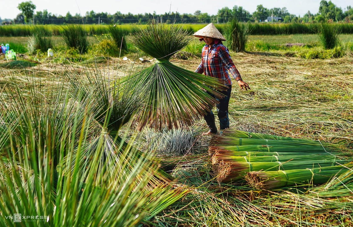 grass harvest seasons in the west side of vietnam