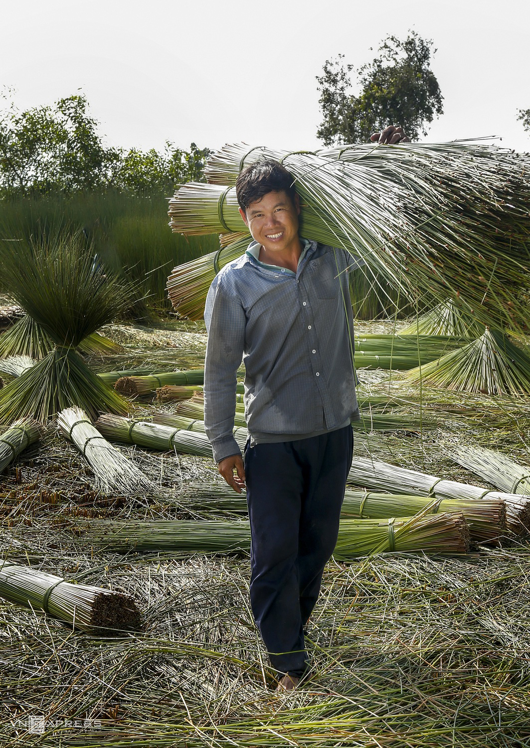 grass harvest seasons in the west side of vietnam