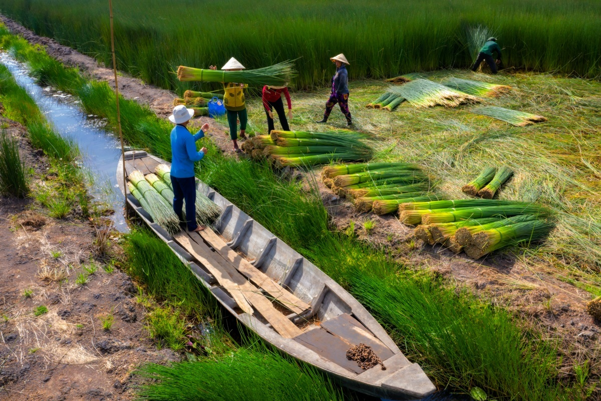 grass harvest seasons in the west side of vietnam