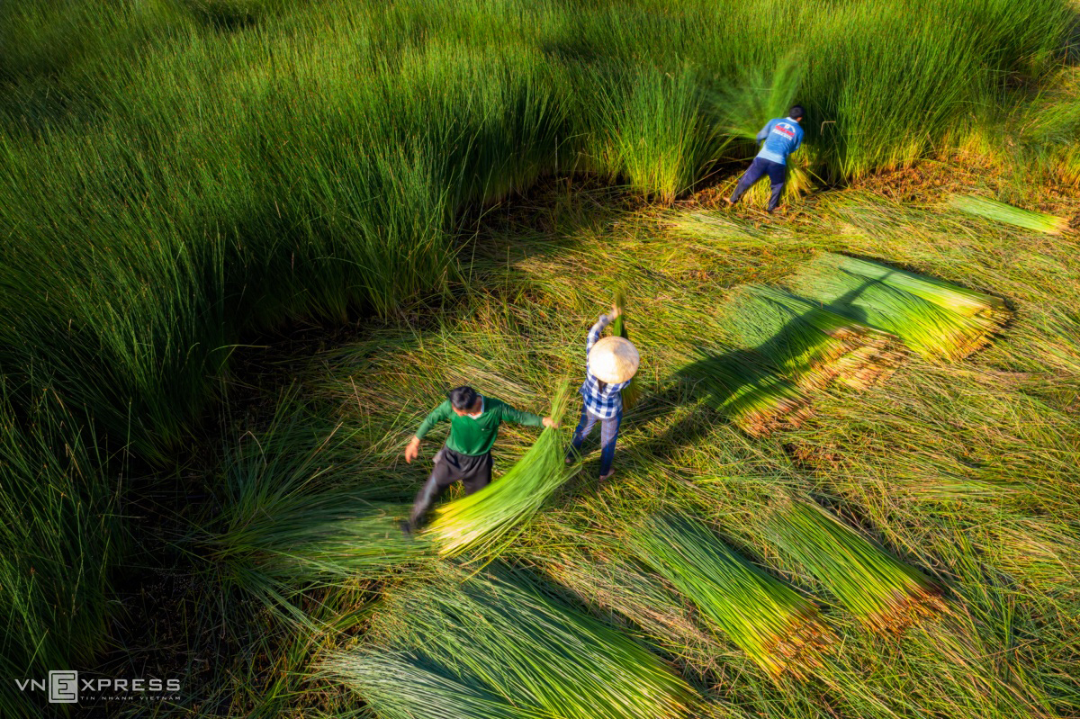 grass harvest seasons in the west side of vietnam