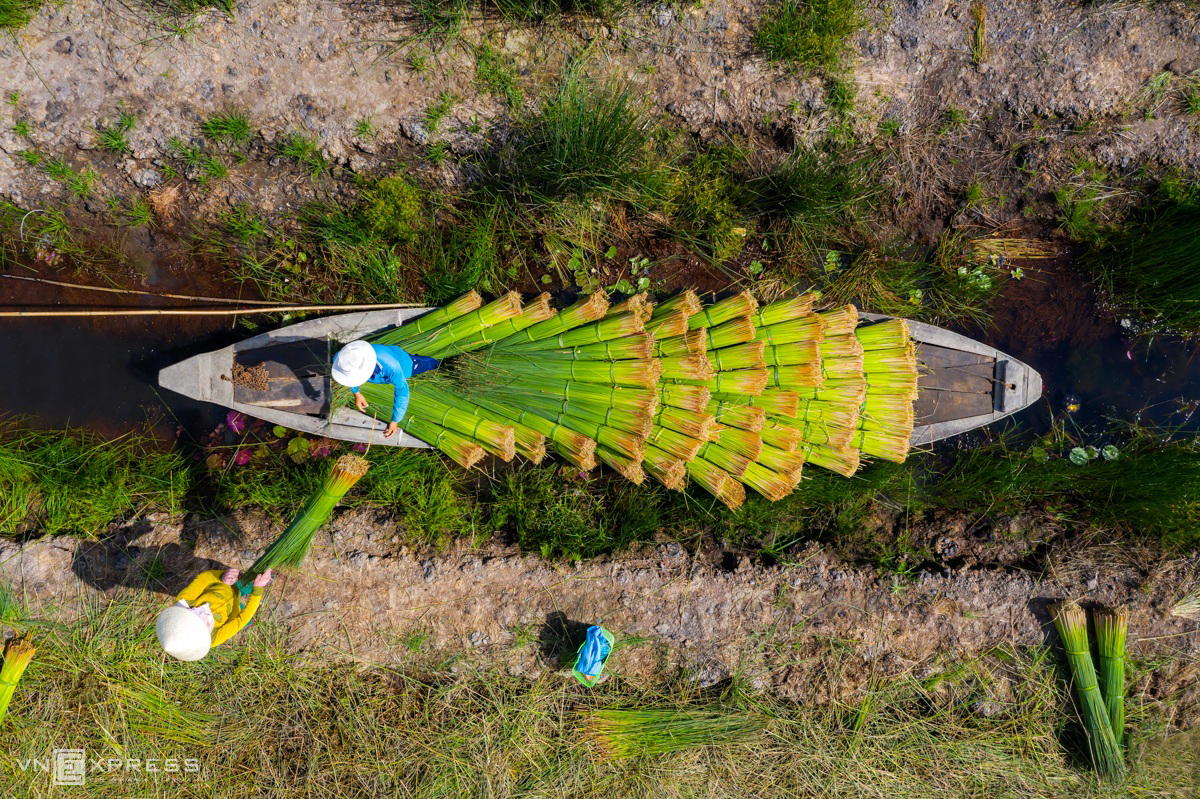 grass harvest seasons in the west side of vietnam