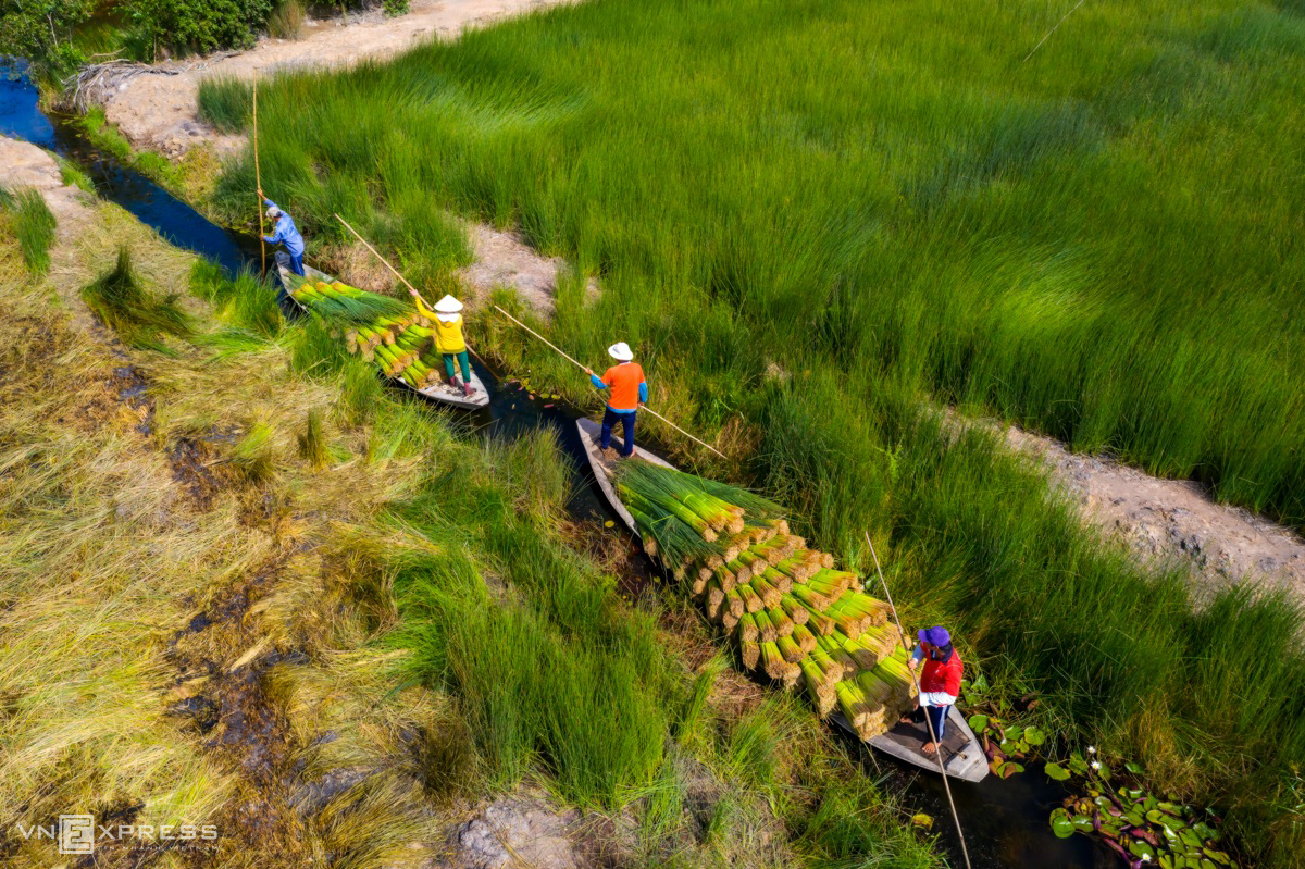 grass harvest seasons in the west side of vietnam