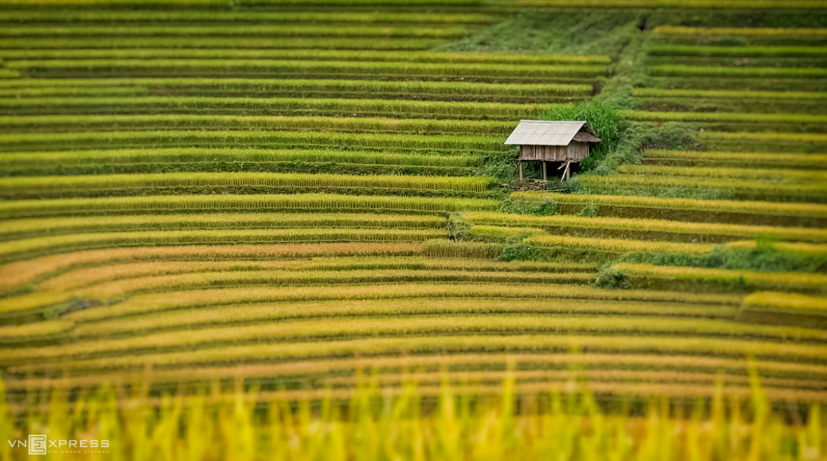 Mountainous harvest in the golden light of autumn