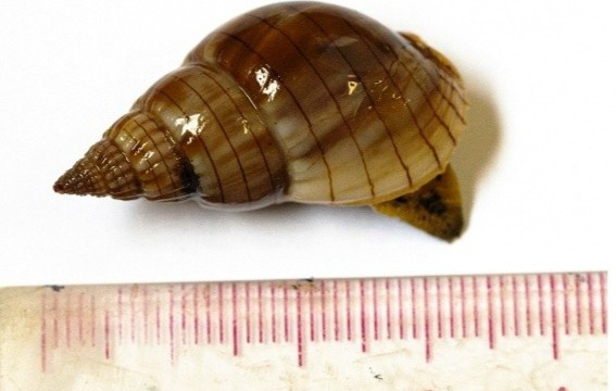 deadly sea snails kill 1 injure 2 found in vietnams top tourist destination