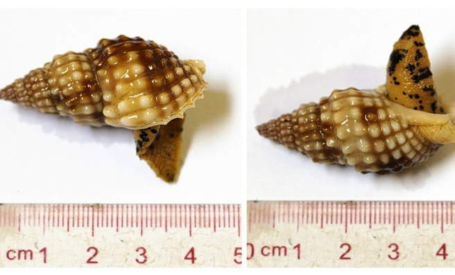 Deadly sea snails kill 1 injure 2 found in Vietnam's top tourist destination