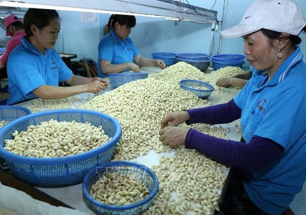 vietnam us explore ways to raise export and import turnover of farm produce