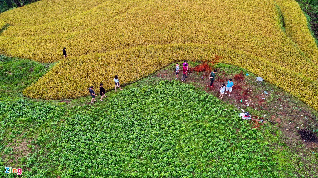 Mu Cang Chai's splendid scene in the harvest season