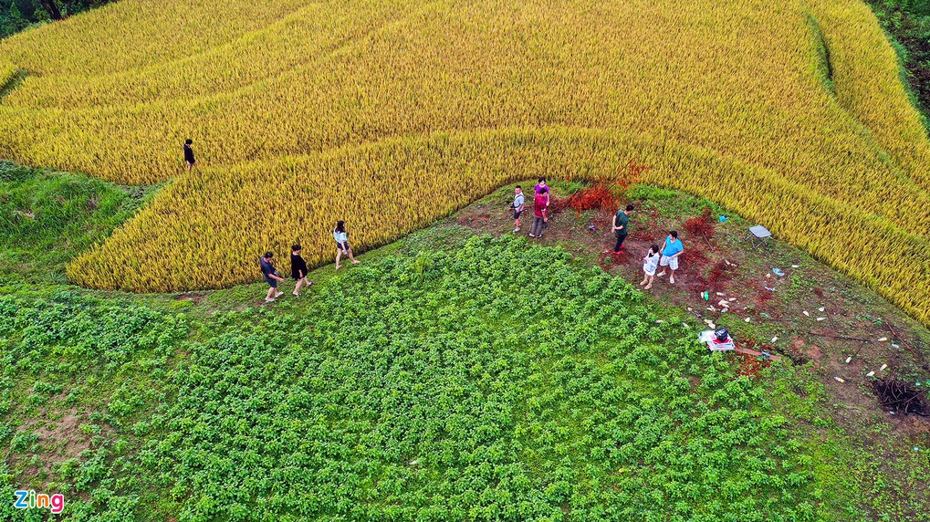 mu cang chais splendid scene in the harvest season