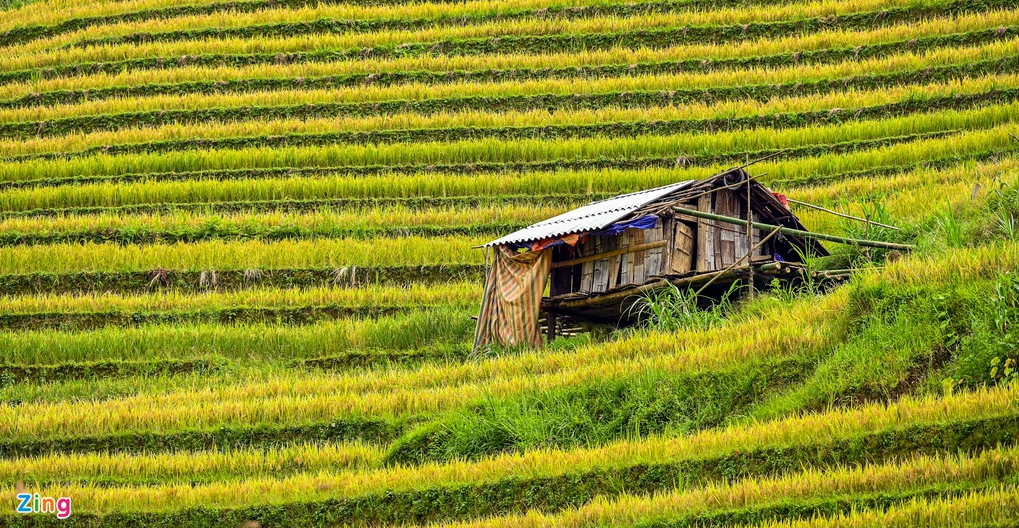 mu cang chais splendid scene in the harvest season