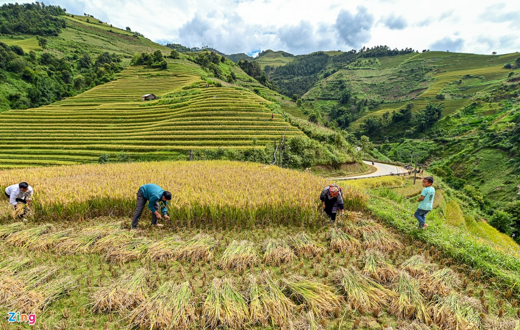 mu cang chais splendid scene in the harvest season