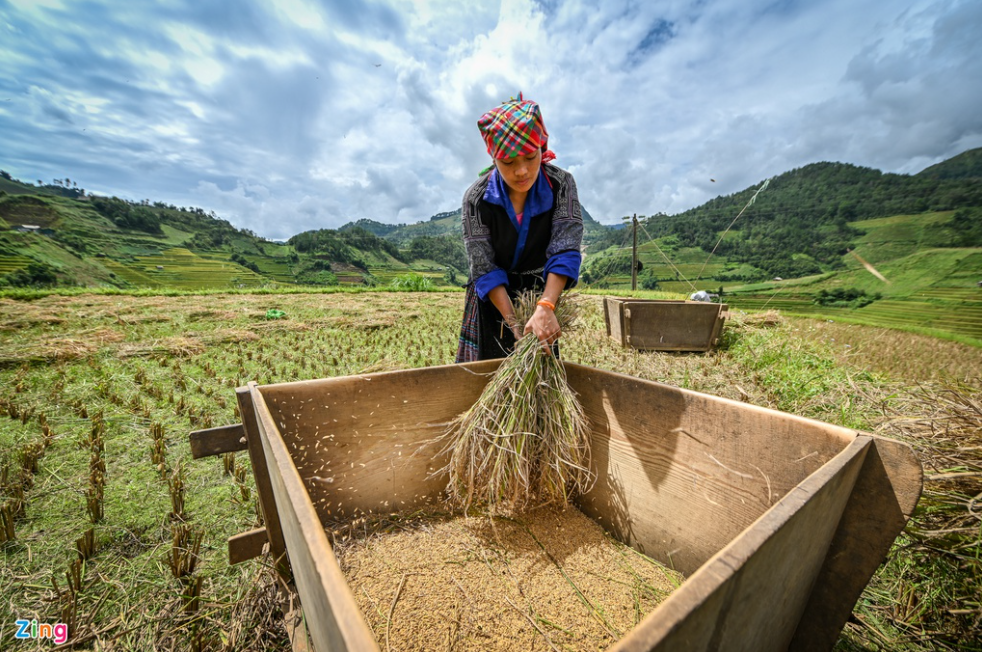 mu cang chais splendid scene in the harvest season