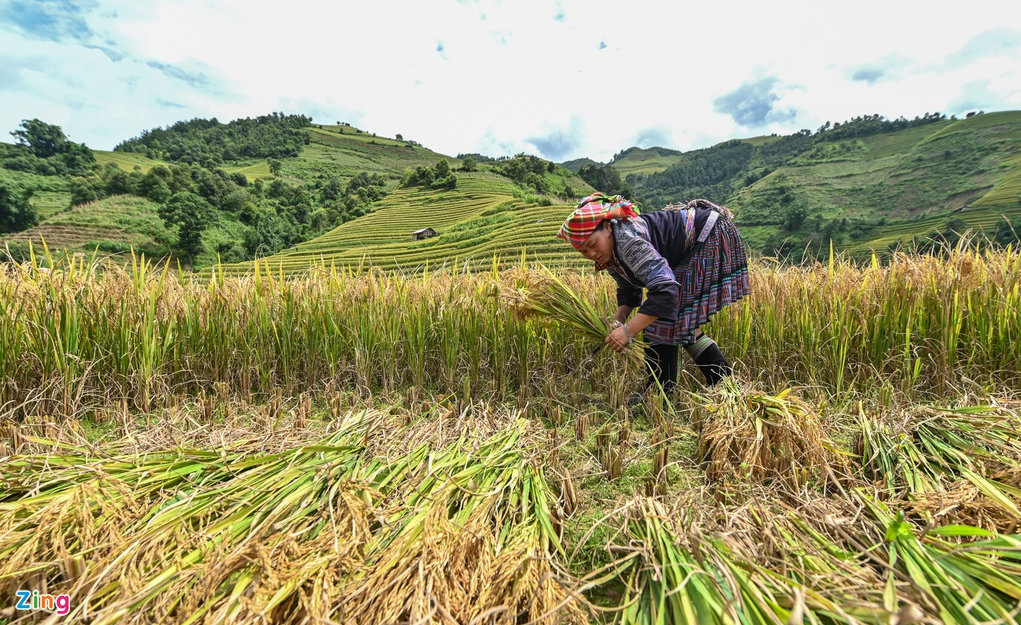 mu cang chais splendid scene in the harvest season