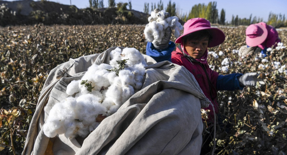 US blocks its export of cotton from Xinjiang, will Vietnam be affected?