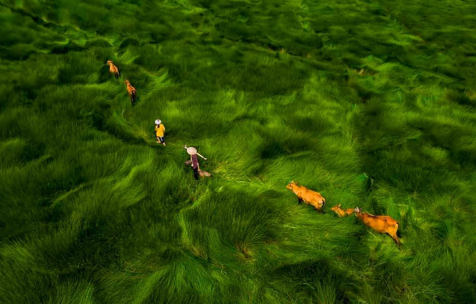 vietnam photographers works exhibited in drone photo awards 2020