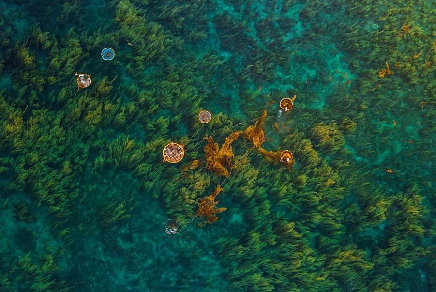 Photos: Quang Ngai's Seaweed Forest Seen From Above