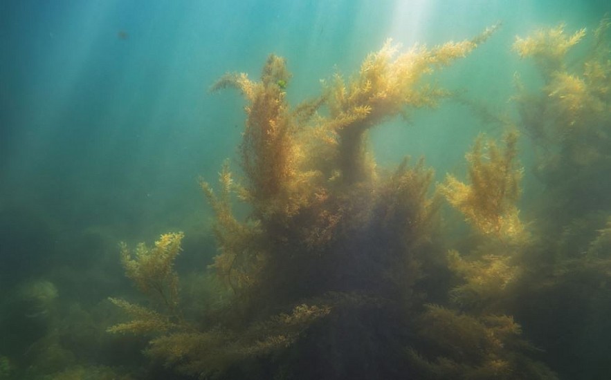Photos: Quang Ngai's Seaweed Forest Seen From Above