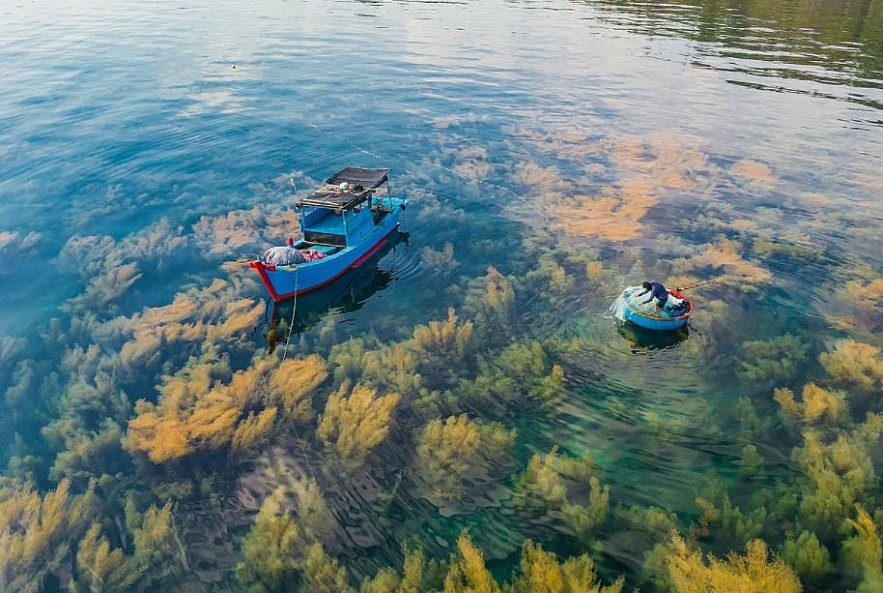 Photos: Quang Ngai's Seaweed Forest Seen From Above