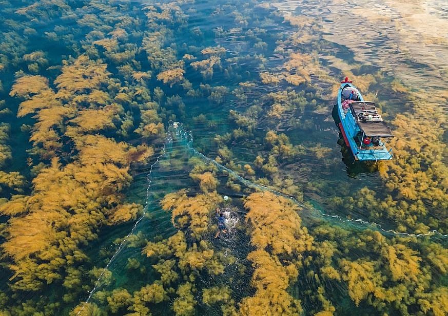 Photos: Quang Ngai's Seaweed Forest Seen From Above