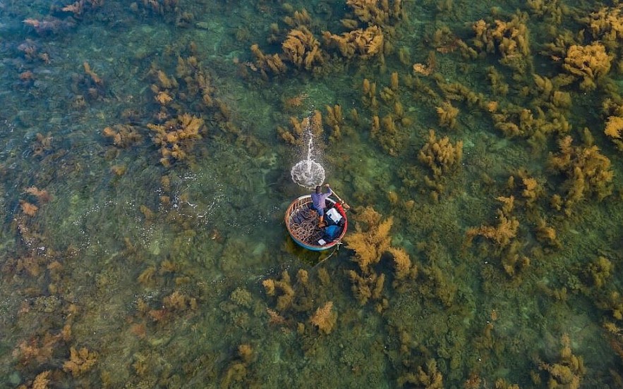 Photos: Quang Ngai's Seaweed Forest Seen From Above