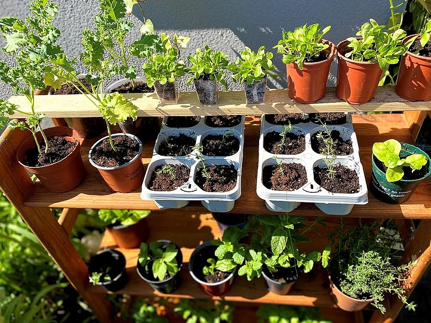 Vietnamese Woman Living France Turns Balcony Into Garden