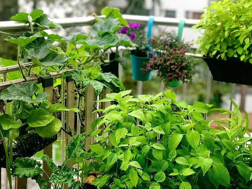 Vietnamese Woman Living France Turns Balcony Into Garden