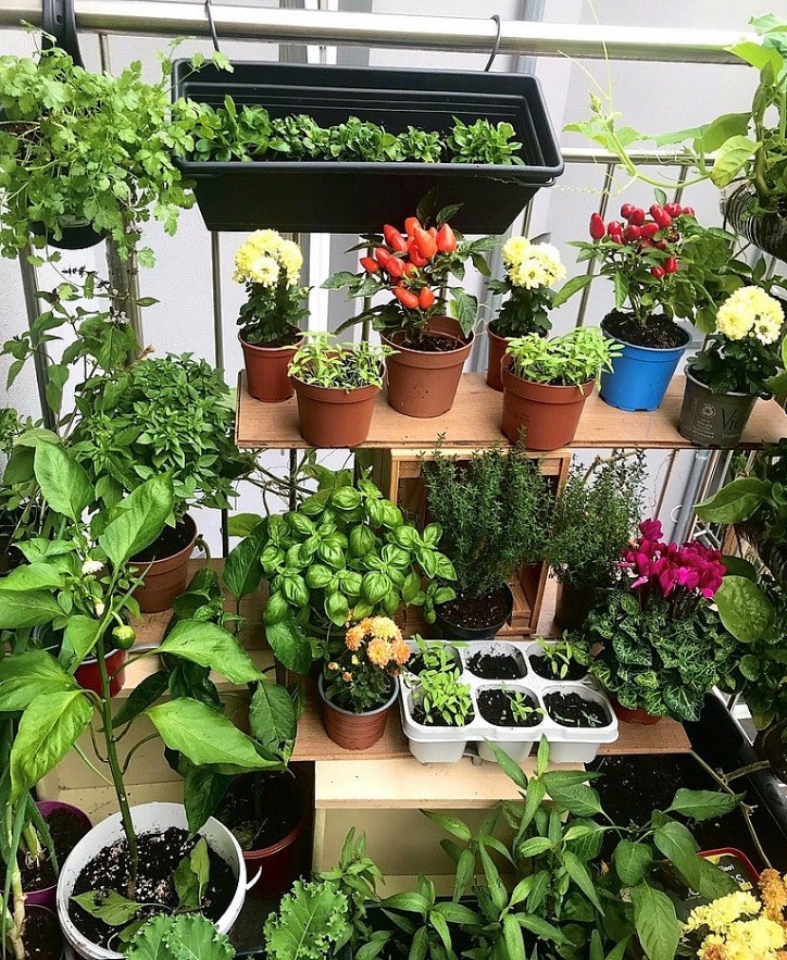 Vietnamese Woman Living France Turns Balcony Into Garden