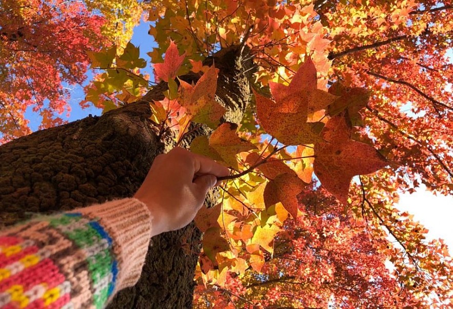 Autumn in Japan Through a Vietnamese Lens