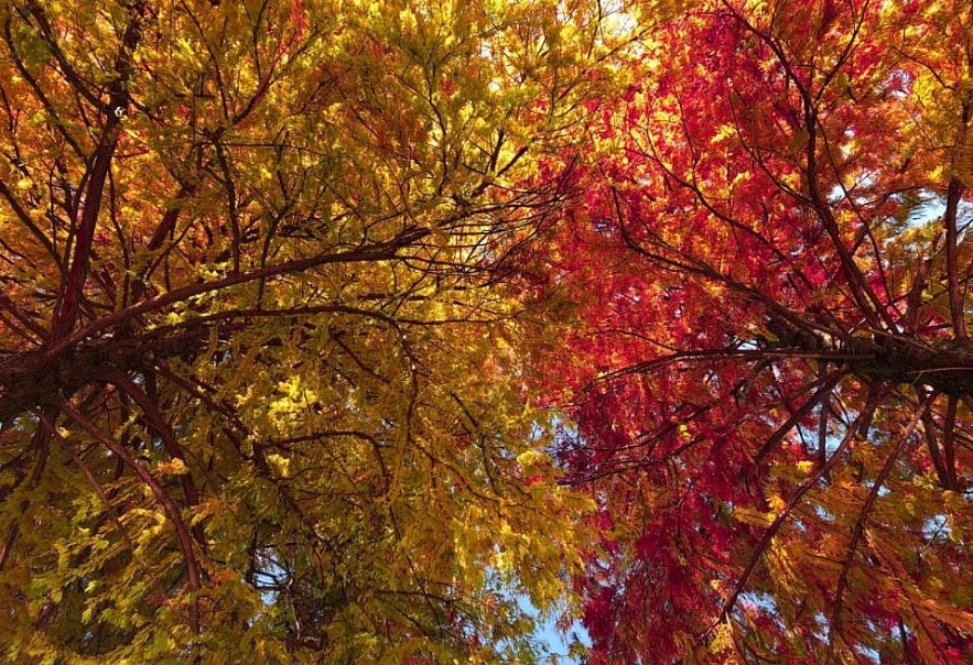 Autumn in Japan Through a Vietnamese Lens