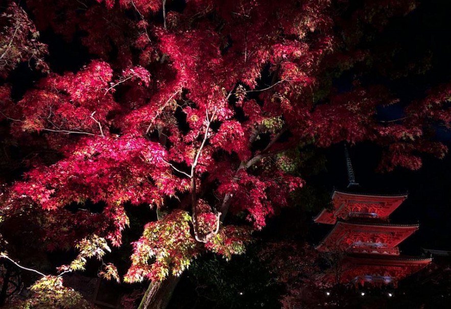 Autumn in Japan Through a Vietnamese Lens