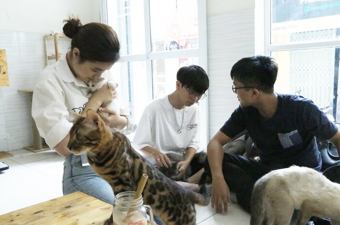 afp praised 24 year old vietnamese who quited his stable job to save abandoned cats