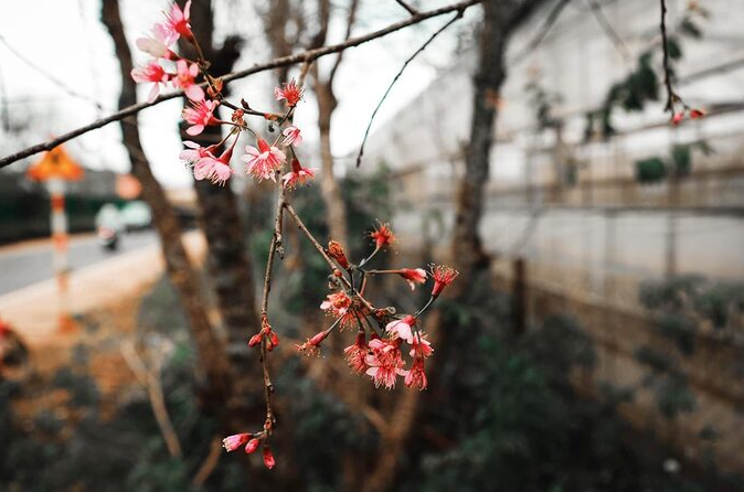 Da Lat in the early season of Mai anh dao blossom